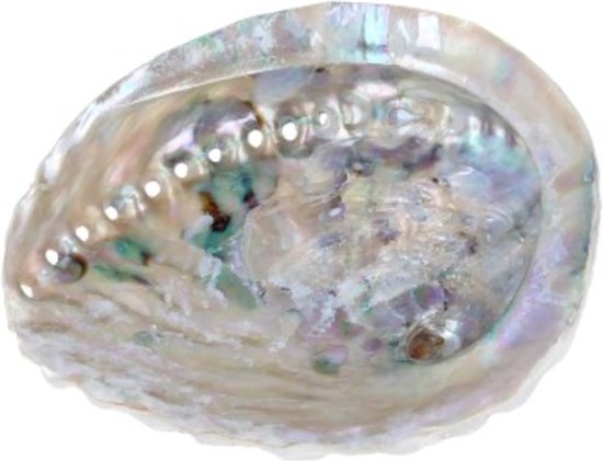 Abalone smudge schelp - parelmoer - 13-15 cm van Zenara.nl