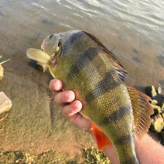 Jaxon Atract Mini Wobbler 3,5 cm - Ideaal voor baars en forel van Jaxon